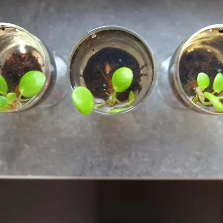 The White Oak - Luxe 4 Persoons Met Prive Sauna *