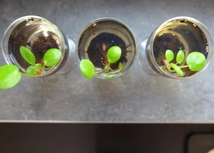 The White Oak - Luxe 4 Persoons Met Prive Sauna *